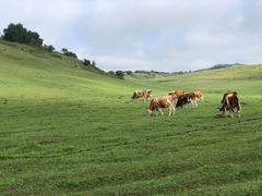 -乌兰布统草原