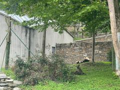 -卧龙中华大熊猫苑神树坪基地