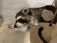 -浣熊柯尔鸭土拨鼠·电玩咖