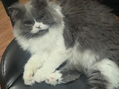 -宠颐生宠物医院·异宠猫科内科·诊疗中心宠巢店