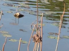 -映月湖公园