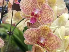 -卷心卷意·轻甜蛋糕(新光天地店)