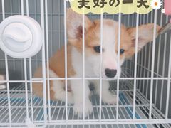 -翊宠yipet猫狗购宠庄园犬舍•猫舍