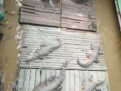 -洞里萨湖