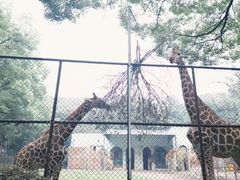 -成都动物园