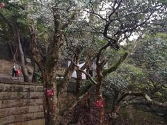 -普陀山风景区-佛顶山