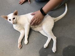 -飞行喵MR PILOT|猫舍·猫咖(静安大融城店)