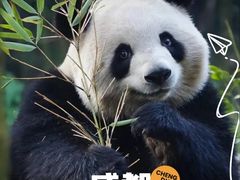 -都江堰中华大熊猫苑