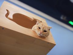 -猫咪咖啡·猫咖(万达广场店)