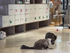 -藏猫猫咖啡主题馆(中央大道店)