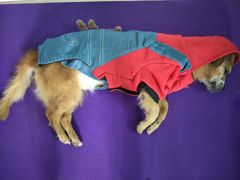 -彩虹桥宠物火化殡葬善终服务(金乐大厦店)