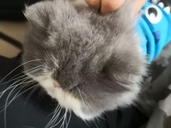 -猫色咖啡·猫咖