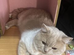 -长洲岛
