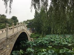 -白洋淀景区