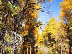 -金塔沙漠胡杨林景区