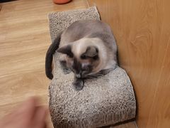 -滚猫咖啡·猫咖·猫友好撸猫(未来城店)