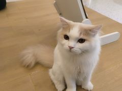 -猫域·湾主题猫咖·宠物吧(南坪城市广场店)