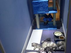 -喵的天空名猫咖啡馆·撸猫·猫舍·用品
