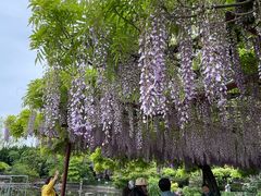 -嘉定紫藤园