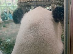 -成都动物园