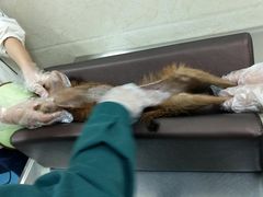 -仁华宠物医院(青羊店)