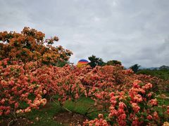 -中国科学院西双版纳热带植物园