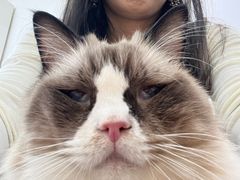 -鼓捣猫呢主题猫咖店