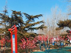 -莲花池公园
