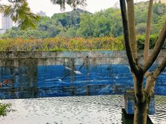 -重庆彩云湖湿地公园
