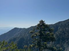 -天目山大树王景区