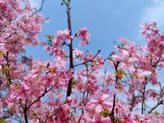 -天适樱花悠乐园