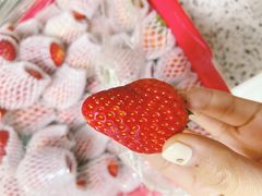 -菜园坝水果市场