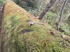 -五营红松林海景区