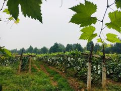 -北京张裕爱斐堡酒庄