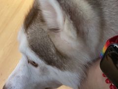 -Husky Go! 哈士奇体验馆·宠物咖啡厅狗咖