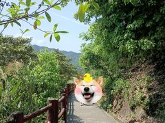 -羚羊峡古栈道森林公园