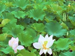 -绍兴镜湖国家城市湿地公园