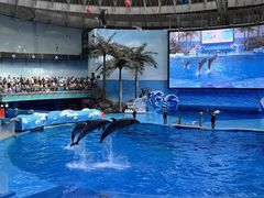 -海合安成都极地海洋公园