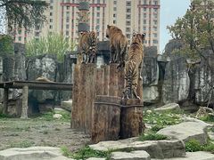 -上海野生动物园老虎餐厅