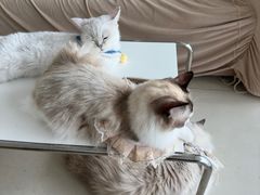 -怪兽屋·羊驼·猫咖·狗咖(俊华广场店)