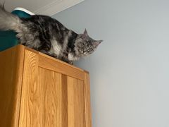 -十年猫舍·猫咪专门店(普陀店)