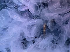 -海合安天津极地海洋公园