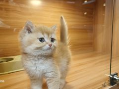 -猫十亿·布偶金渐层·曼基康矮脚猫舍(青年路店)