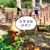 六一去哪里！阿菠萝小猪的王国！不容错过！😊 