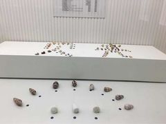 -青岛贝壳博物馆