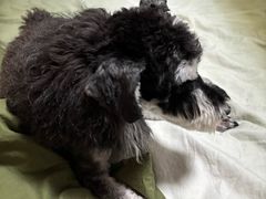 -唐小姐の猫狗洗护·购宠旗舰店(周浦万达店)