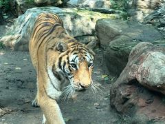 -北京野生动物园