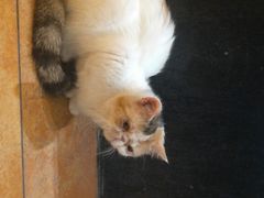 -more than meow吴止猫主题餐厅(承德 中船汇店)