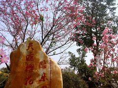 -天适樱花悠乐园