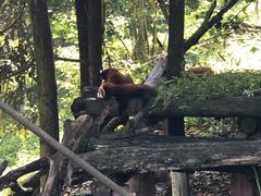 -都江堰中华大熊猫苑